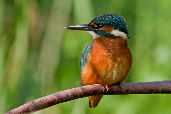 A kingfisher bird sits on a branch