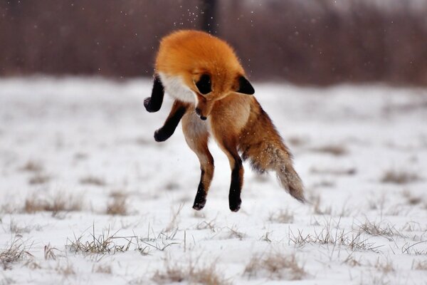 Zorro rojo saltó en la nieve