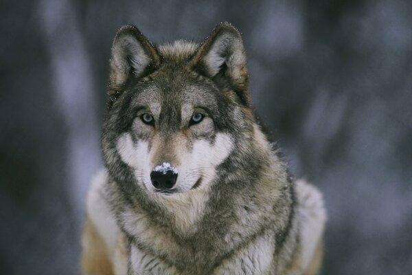 The forest orderly wolf stands and stares intently with snow on his nose