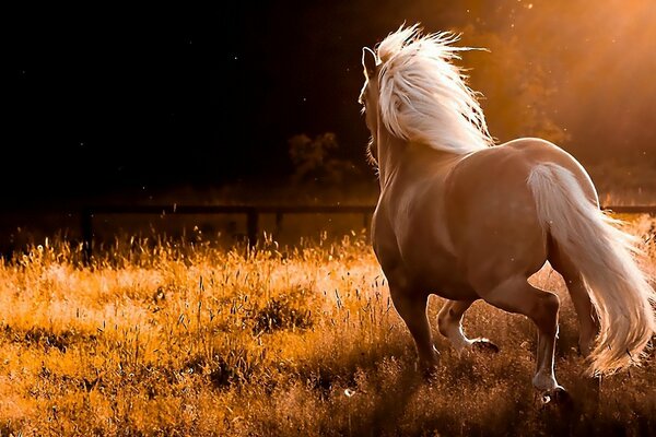 Caballo de oro retozando en la naturaleza