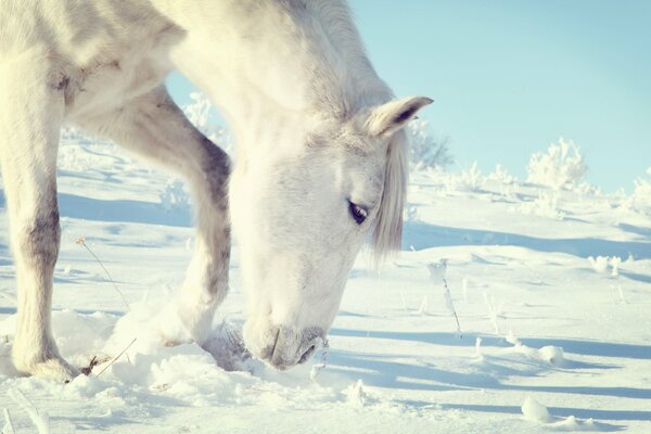 Cheval blanc marche en hiver