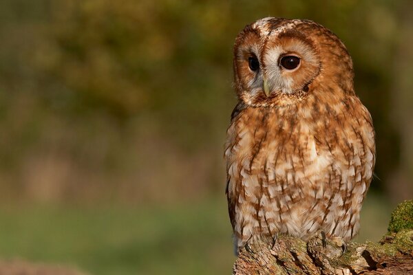 A peering owl in a tree