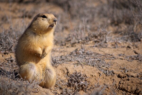 Ein kleiner Gopher sitzt im Sand