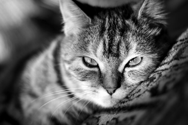 Fond d écran mignon chat noir et blanc