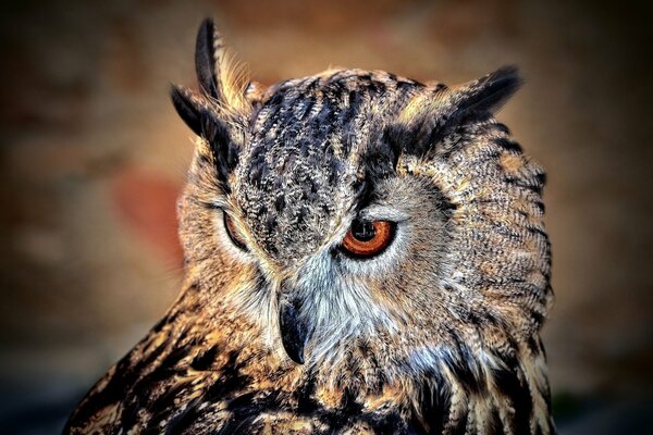 Fond proche de l oiseau hibou