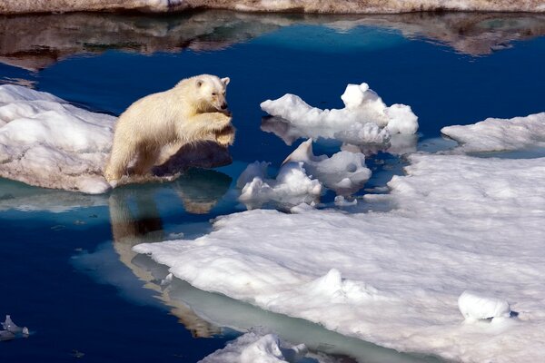 Oso blanco del Norte en un témpano de hielo