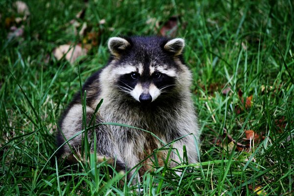 Mignon Raton laveur assis sur l herbe