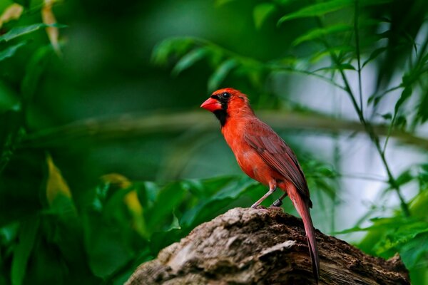 Pájaro rojo en una rama en los arbustos