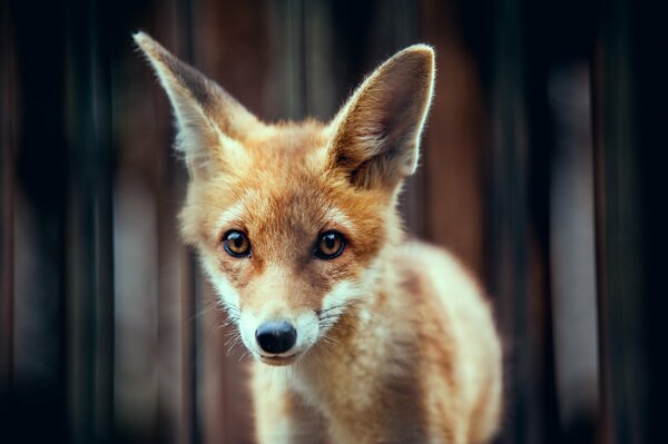 A red fox cub. Muzzle and ears are ready to get acquainted