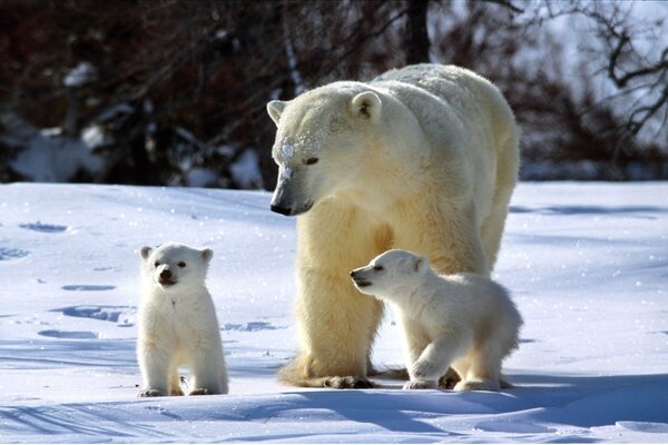 Polar bears in the snow