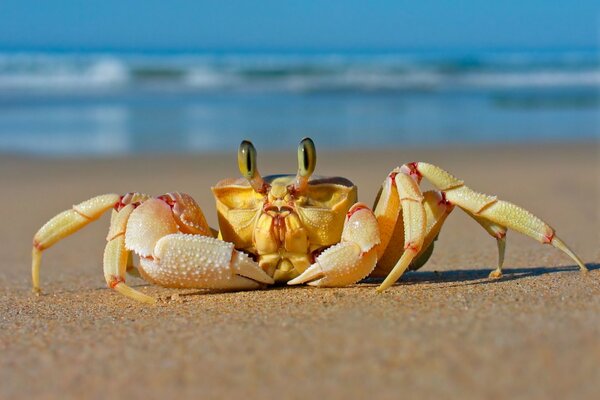 Krabbe am Meer im Sand