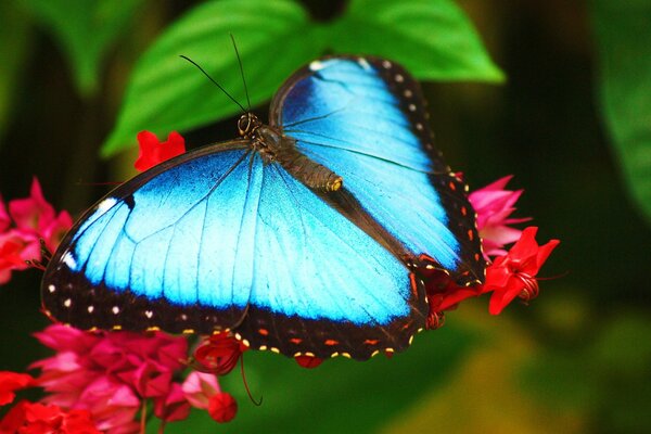 Mariposa de neón sentada en hermosas flores