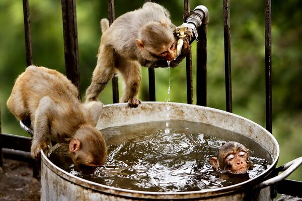 Dos monos se bañan en una olla de agua