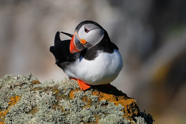 Atlantic puffin sits on the rocks