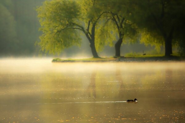 Morgenente, die im Nebel schwimmt