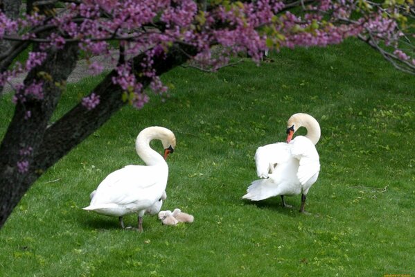 A pair of white swans with offspring