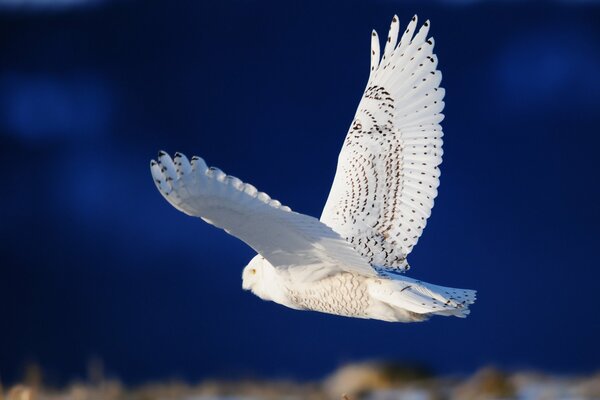 Búho blanco con las alas abiertas