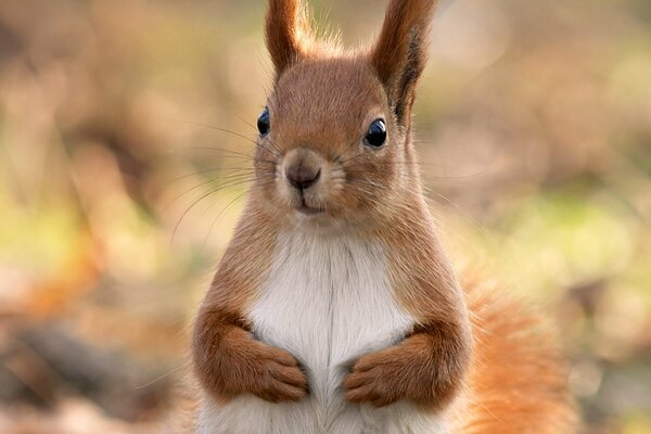 Squirrel beauty, close-up