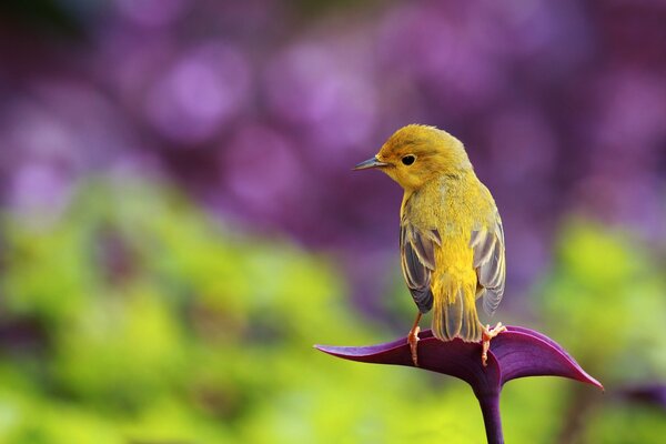 Bird bokeh on the background of glare