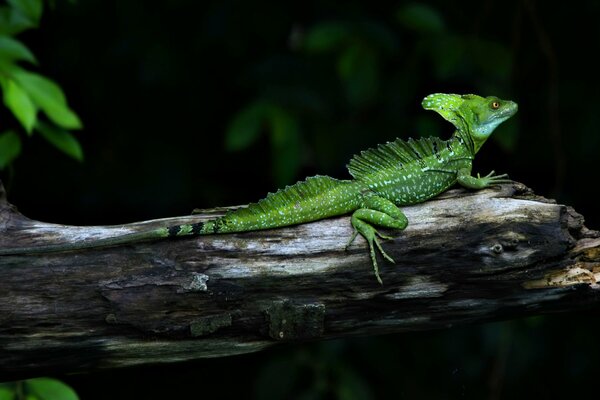 A green lizard is lying on a branch