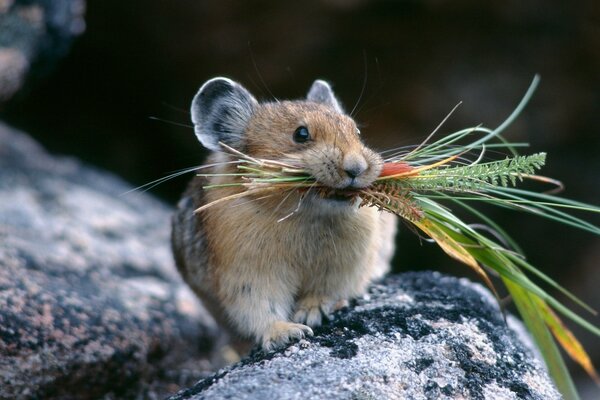 A squeaker mouse with flowers in its mouth