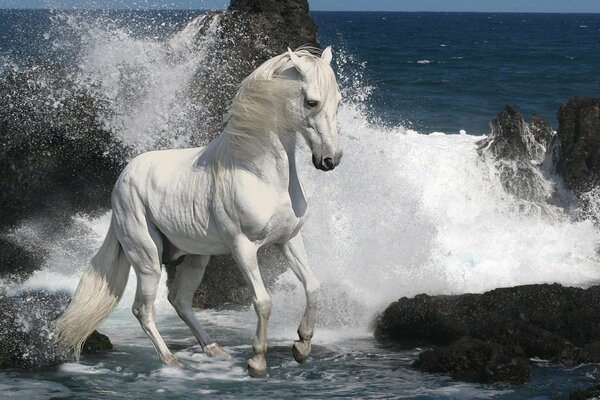 Horse on the sea in rocks and waves