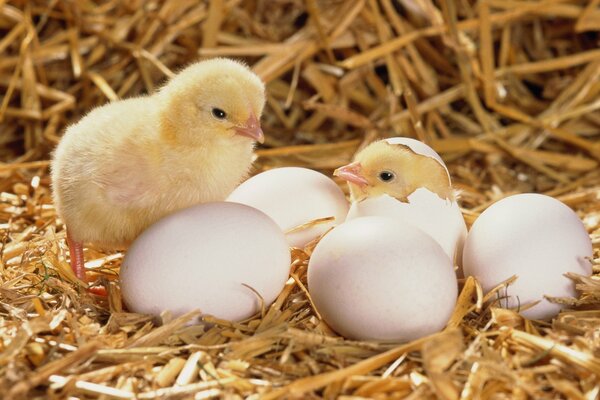 Poussins éclos dans la Seine