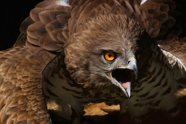 Oiseau hurlant sur fond de nature