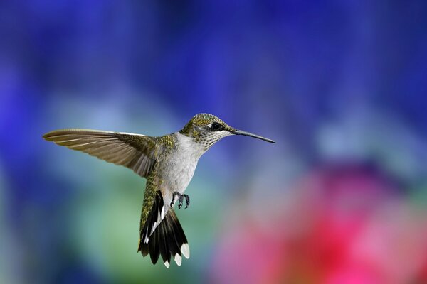 Hummingbird bird in flight on a blurry background