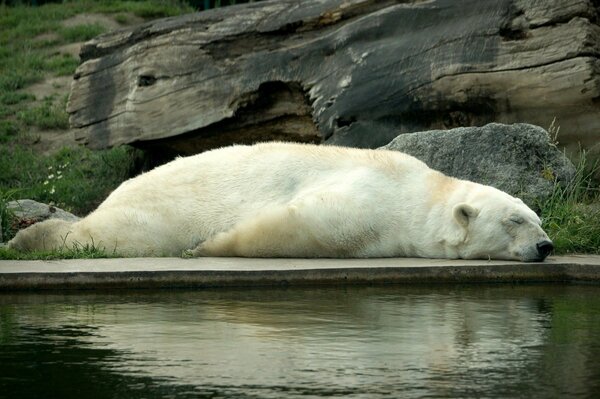 The white giant is resting