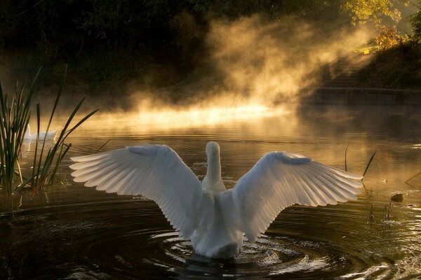 Le battement des ailes d un cygne blanc