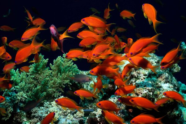 Eine Herde von Goldfischen in korralen