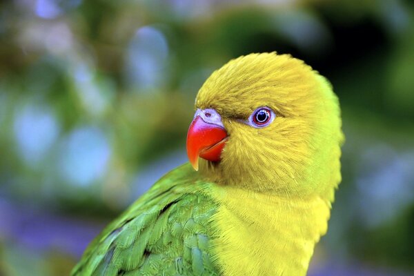 Loro verde con cabeza amarilla y pico rojo