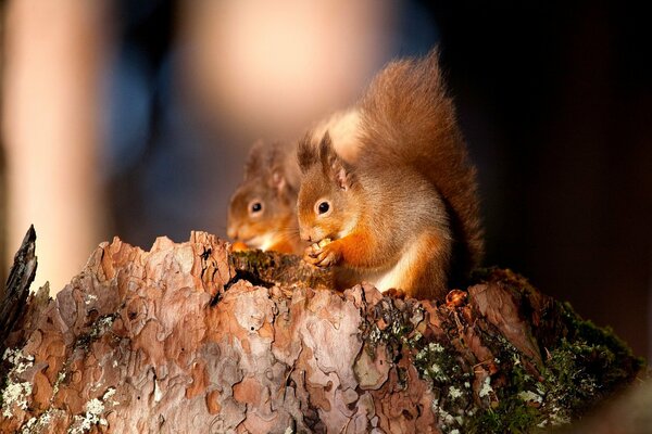 Two squirrels eat nuts on a stump