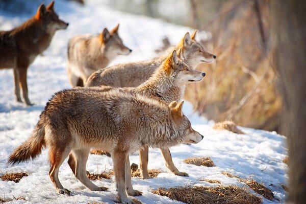 Troupeau de loups gris sur la neige