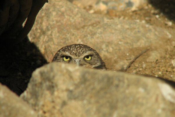 Owl se prépare à l attaque