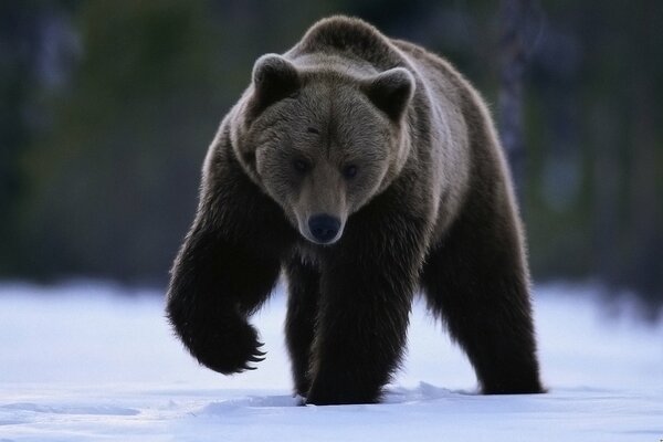 Ein Bär im Schnee hob seine Pfote