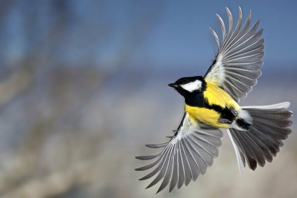 Teta agitando sus alas. Pájaro amarillo