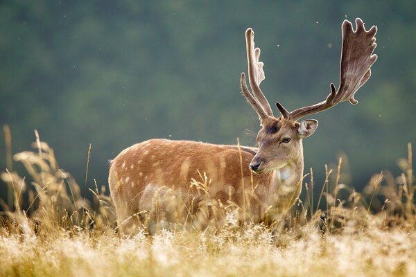 Deer with branched horns in the grass