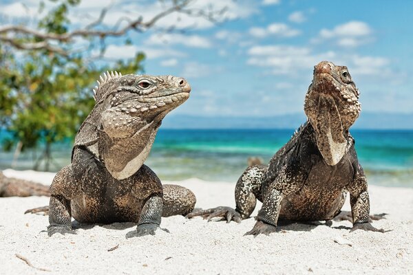 Iguanas tomando el sol en la playa de Cuba