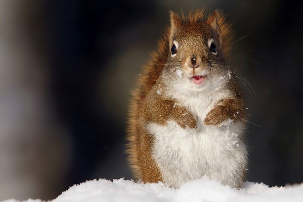 Süßes Eichhörnchen steht auf weißem Schnee