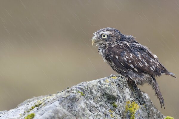 Eulen-Küken auf einem Stein im Regen