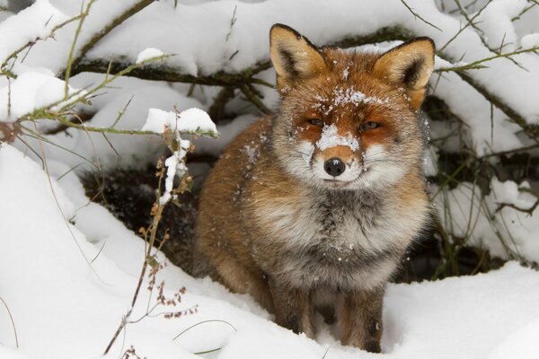 Renard froid en hiver dans la neige