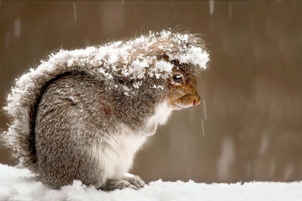 Neve caduta sulla coda soffice Scoiattolo