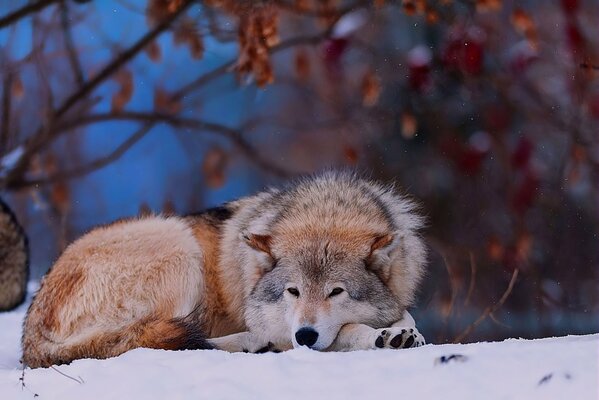 Animale predatore. Lupo nella foresta invernale