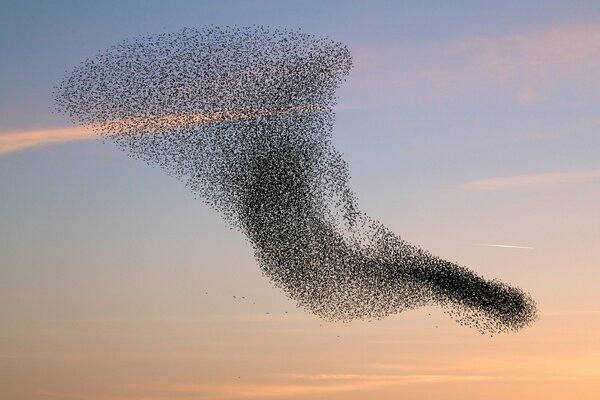 Eine Herde von Vögeln kreist am Himmel