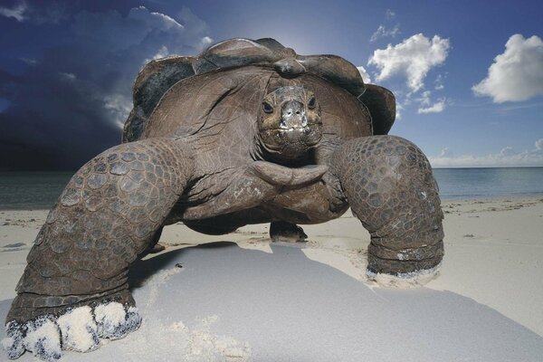 Große Schildkröte am Strand im Sand