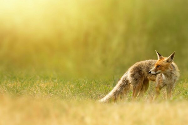 Rothaarige Füchsin springt in der Natur auf Gras