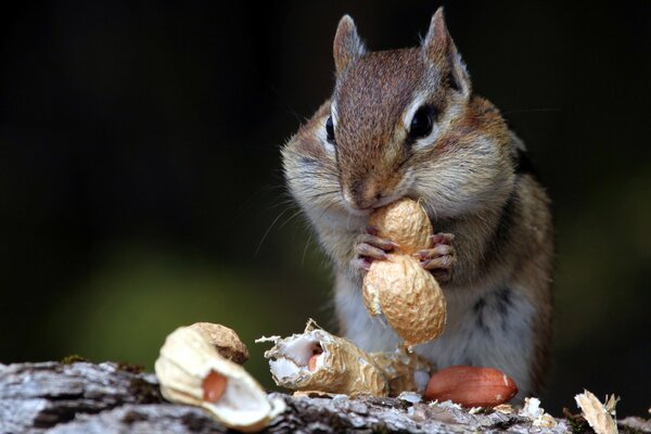 Chipmunk isst Nüsse in der Natur