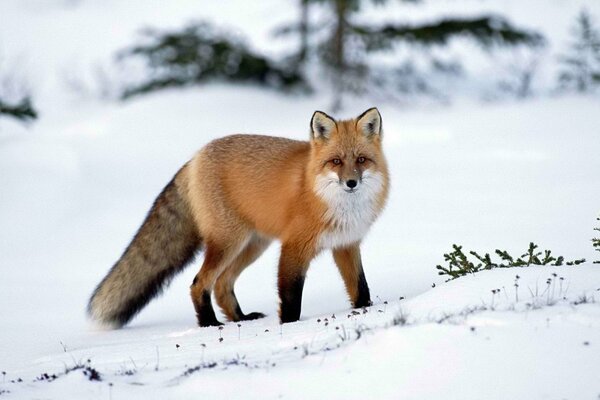 En invierno, la nieve caza